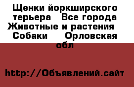 Щенки йоркширского терьера - Все города Животные и растения » Собаки   . Орловская обл.
